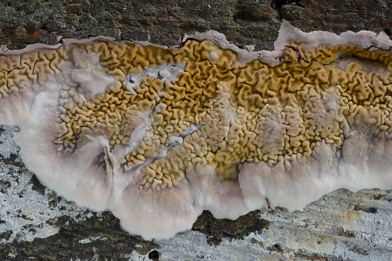 Serpula himantioides